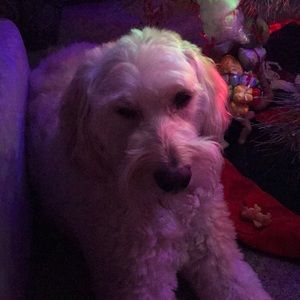 Meet your Posher, Joseph